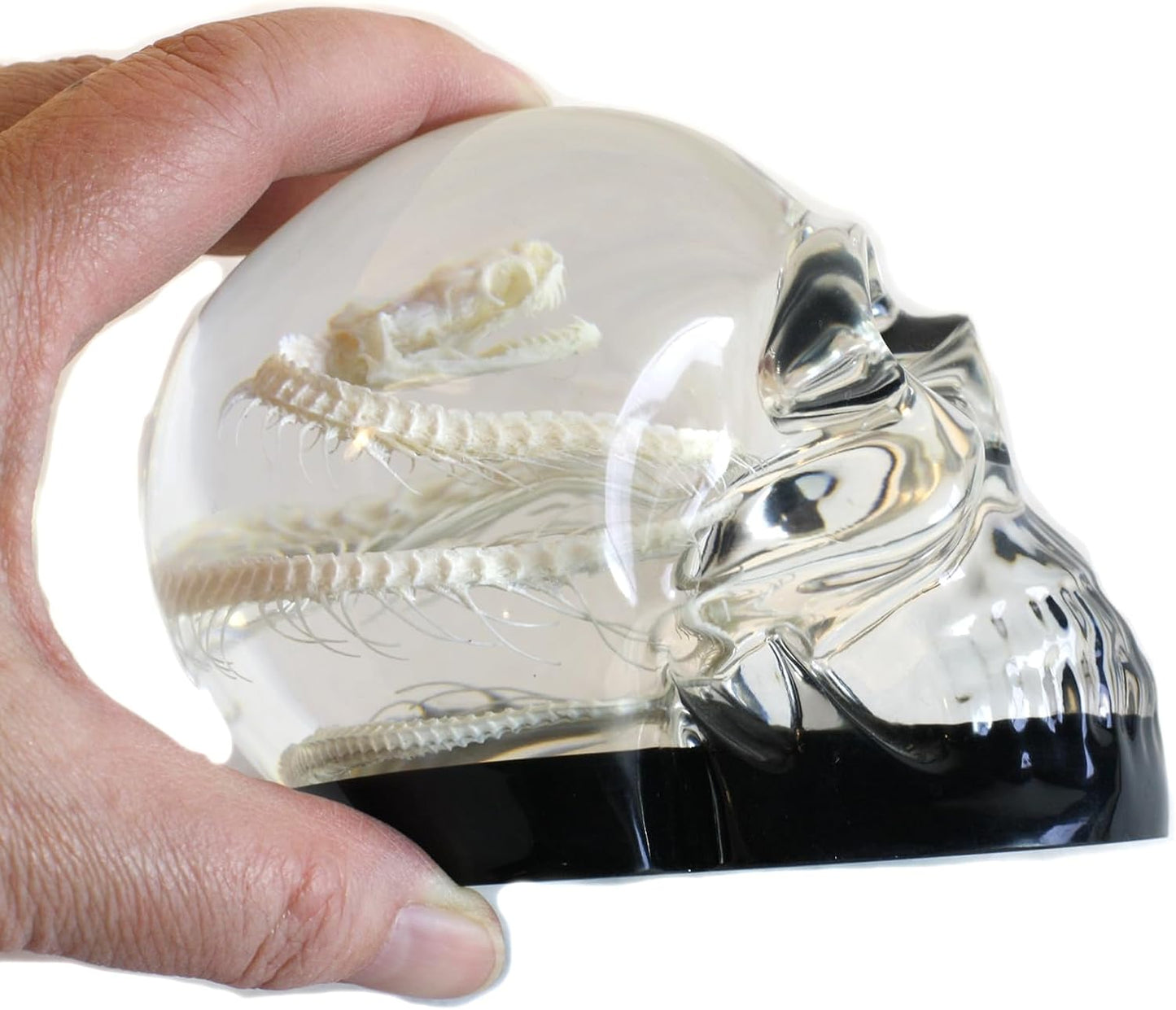 REALBUG 4" Real Snake Skeleton Desk Decoration in an Acrylic Skull with Black Background