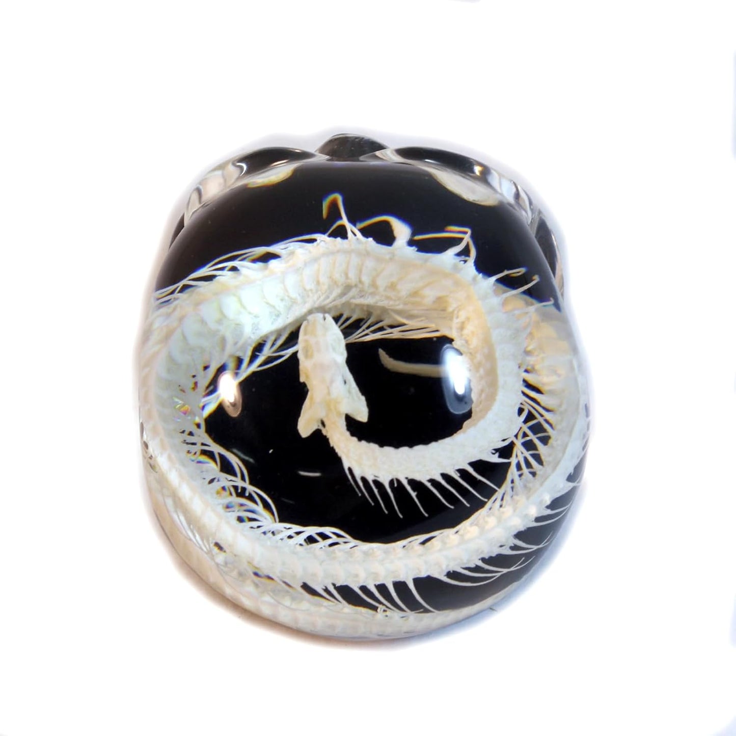 REALBUG 4" Real Snake Skeleton Desk Decoration in an Acrylic Skull with Black Background