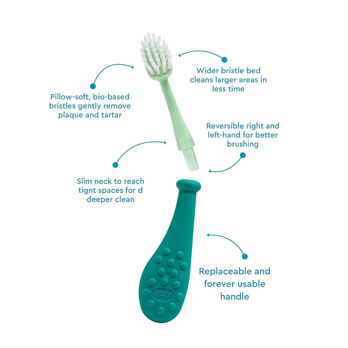 RADIUS Big Kidz Forever Brush Replaceable Head Toothbrush for Children, 6 Years and Up, BPA Free ADA Accepted for Growing Teeth and Gums - Right and Left Handed, Extra Soft - Pack of 1