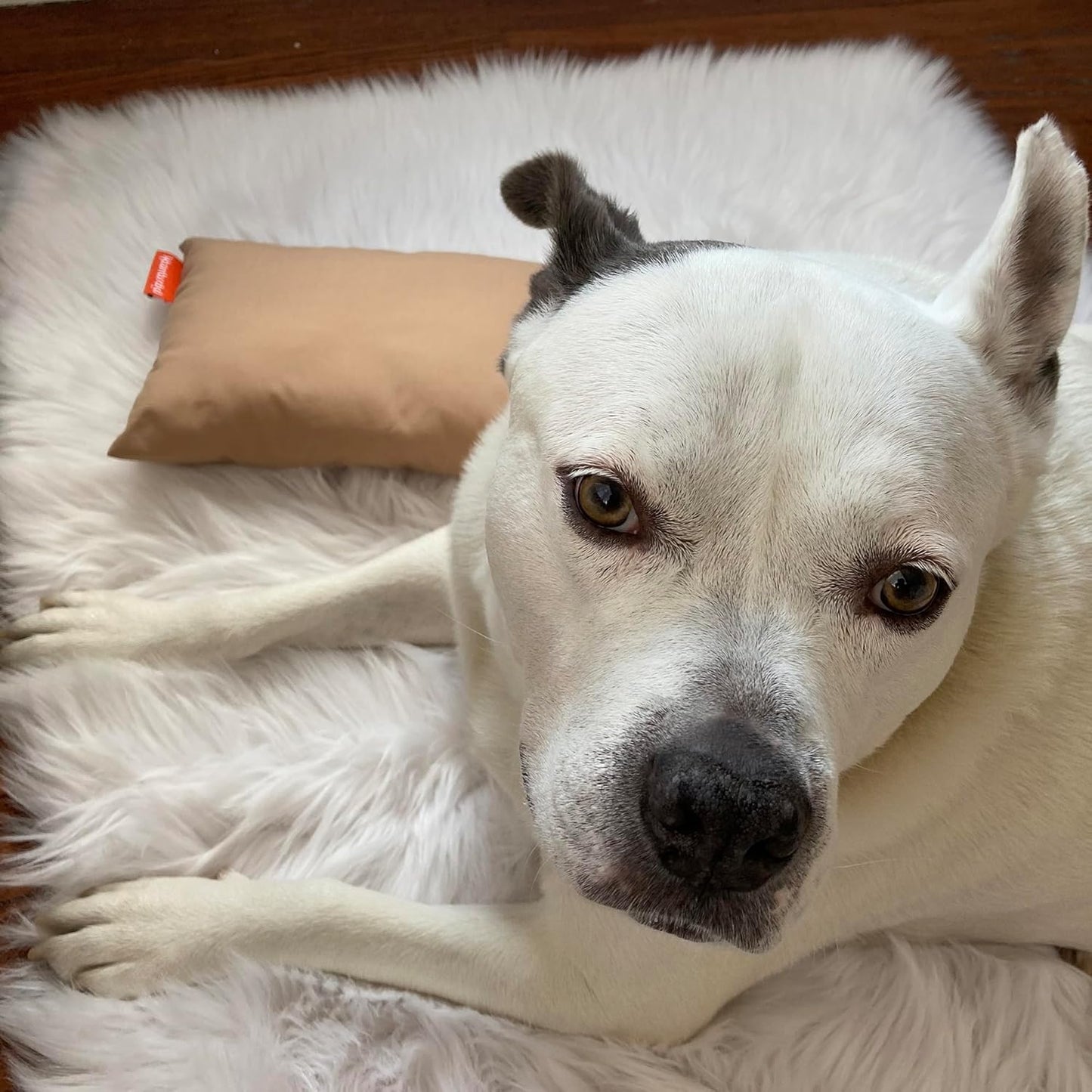 Pipsqueak Microfiber Pillow - Small, Mini - 11 x 7 in - Perfect for Travel, Cars, Airplanes, Camping, Dogs, Toddlers, Kids, Lumbar, Knees and Neck - Ages 2 Yrs and Up